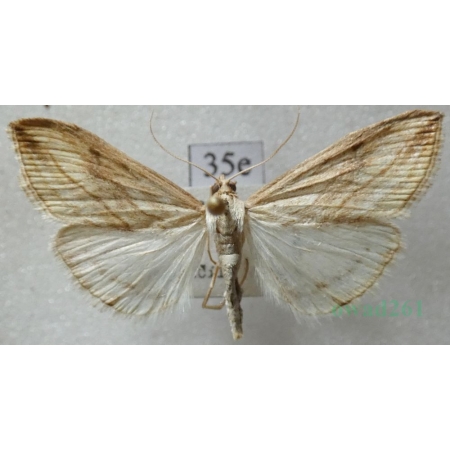 Evergestis forficalis (Linnaeus, 1758) Czech35e